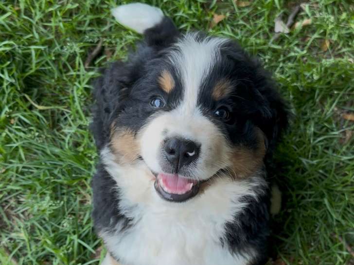 Bernedoodle Ultra