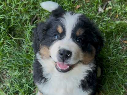 Bernedoodle Ultra