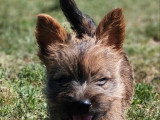 5 chiots mâles Cairn Terrier  non LOF nés en mars 2026 à vendre