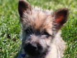 5 chiots mâles Cairn Terrier  non LOF nés en mars 2026 à vendre