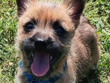 5 chiots mâles Cairn Terrier  non LOF nés en mars 2026 à vendre