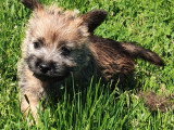 5 chiots mâles Cairn Terrier  non LOF nés en mars 2026 à vendre