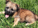 5 chiots mâles Cairn Terrier  non LOF nés en mars 2026 à vendre