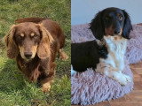 2 chiots Teckel Nain à Poil Long noirs et feu non LOF à réserver