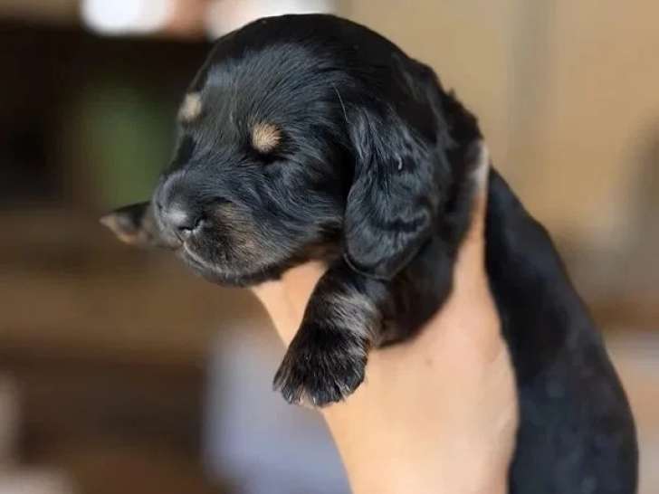 2 chiots Teckel Nain à Poil Long noirs et feu non LOF à réserver