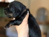 2 chiots Teckel Nain à Poil Long noirs et feu non LOF à réserver