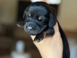 2 chiots Teckel Nain à Poil Long noirs et feu non LOF à réserver