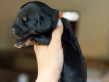 2 chiots Teckel Nain à Poil Long noirs et feu non LOF à réserver
