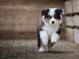 Chiot femelle Berger Australien LOF de février 2026 à vendre