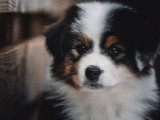 Chiot femelle Berger Australien LOF de février 2026 à vendre