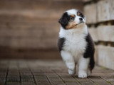 Chiot femelle Berger Australien LOF de février 2026 à vendre