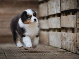 Chiot femelle Berger Australien LOF de février 2026 à vendre