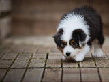 Chiot femelle Berger Australien LOF de février 2026 à vendre