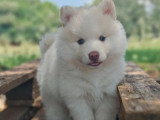 4 chiots Pomsky F2 mâles  non LOF nés en avril 2026 à réserver