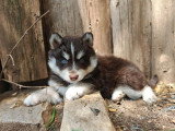 4 chiots Pomsky F2 mâles non LOF nés en avril 2026 à réserver