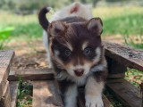 4 chiots Pomsky F2 mâles non LOF nés en avril 2026 à réserver
