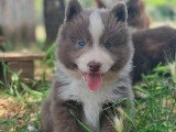 4 chiots Pomsky F2 mâles non LOF nés en avril 2026 à réserver