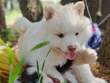 4 chiots Pomsky F2 mâles non LOF nés en avril 2026 à réserver