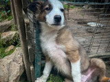 Deux chiots Border Collie mâles non LOF nés en février 2026 à vendre