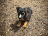 Deux chiots Border Collie mâles non LOF nés en février 2026 à vendre