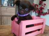 Sept chiots Chihuahua femelles non LOF nées en mars 2026