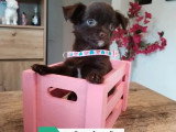 Sept chiots Chihuahua femelles non LOF nées en mars 2026