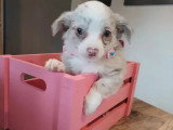 Sept chiots Chihuahua femelles non LOF nées en mars 2026