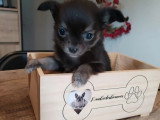 Sept chiots Chihuahua femelles non LOF nées en mars 2026