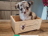 Sept chiots Chihuahua femelles non LOF nées en mars 2026