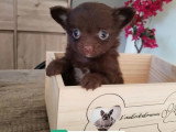 Sept chiots Chihuahua femelles non LOF nées en mars 2026