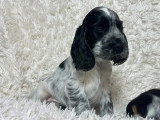 Portée de 7 chiots Cocker Spaniel Anglais bleu LOF à réserver