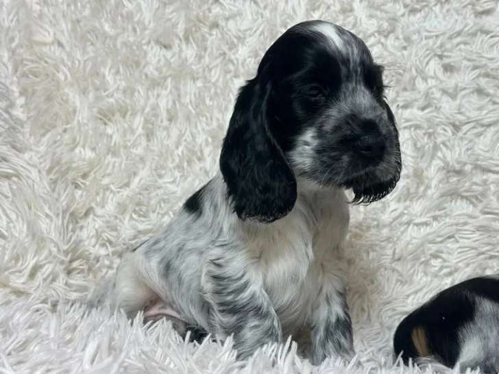 Portée de 7 chiots Cocker Spaniel Anglais bleu LOF à réserver