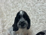Portée de 7 chiots Cocker Spaniel Anglais bleu LOF à réserver