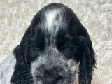 Portée de 7 chiots Cocker Spaniel Anglais bleu LOF à réserver