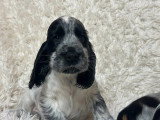 Portée de 7 chiots Cocker Spaniel Anglais bleu LOF à réserver