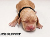 Portée de 6 Cocker Spaniel Anglais LOF nés en mai 2026 à vendre