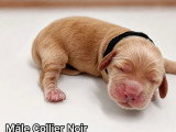 Portée de 6 Cocker Spaniel Anglais LOF nés en mai 2026 à vendre