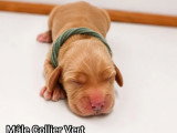 Portée de 6 Cocker Spaniel Anglais LOF nés en mai 2026 à vendre