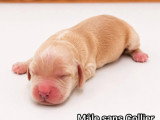 Portée de 6 Cocker Spaniel Anglais LOF nés en mai 2026 à vendre