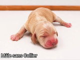 Portée de 6 Cocker Spaniel Anglais LOF nés en mai 2026 à vendre