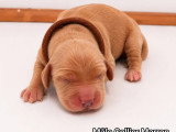 Portée de 6 Cocker Spaniel Anglais LOF nés en mai 2026 à vendre