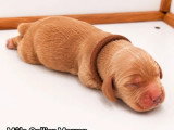 Portée de 6 Cocker Spaniel Anglais LOF nés en mai 2026 à vendre