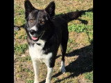 Chienne noir et blanc de 9 ans à adopter