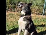 Chienne noir et blanc de 9 ans à adopter