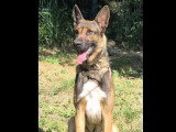 Chien Berger Malinois fauve charbonné de 1 an en attente d'un foyer