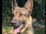 Chien Berger Malinois fauve charbonné de 1 an en attente d'un foyer