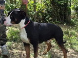 Chien American Bully tricolore de 1 an disponible à l'adoption