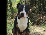 Chien American Bully tricolore de 1 an disponible à l'adoption