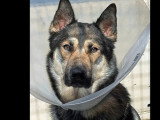 Chien fauve charbonné de 2 ans à adopter