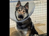 Chien fauve charbonné de 2 ans à adopter